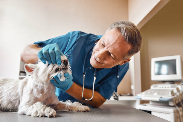 Trusted MD Emergency Dental Service Experts